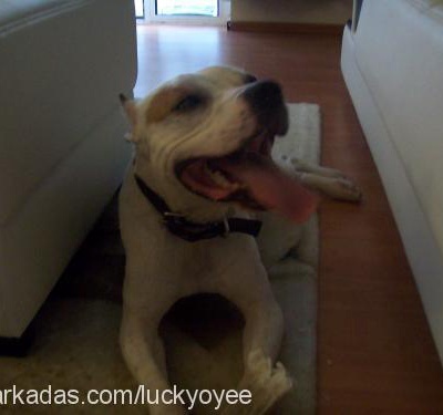 lucky Erkek Amerikan Pitbull Terrier