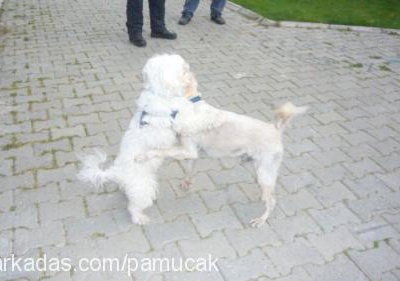 pamuk Erkek West Highland White Terrier