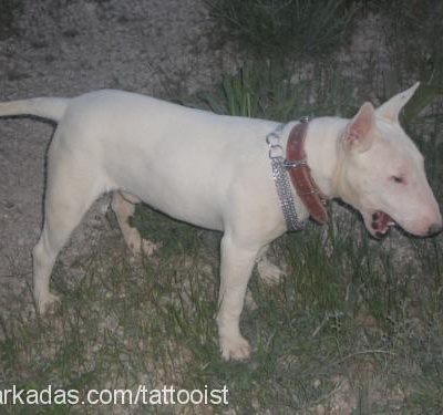 rocco Erkek Minyatür Bull Terrier