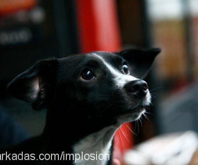 proxy Erkek Jack Russell Terrier
