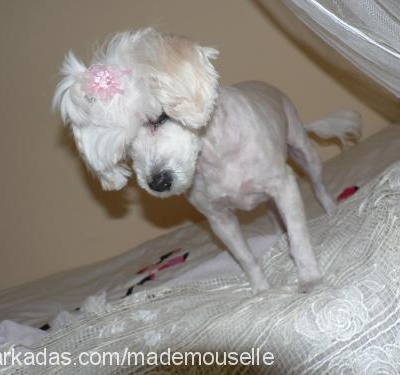 mademouselle Dişi West Highland White Terrier