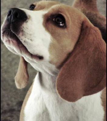amy Dişi Beagle