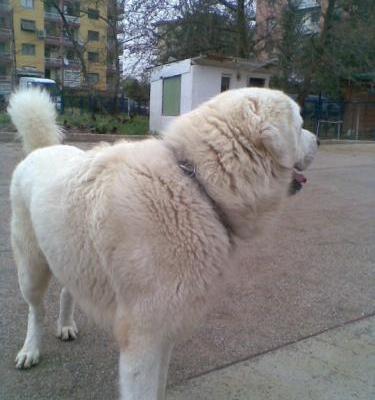 bax Erkek Tatra Çoban Köpeği