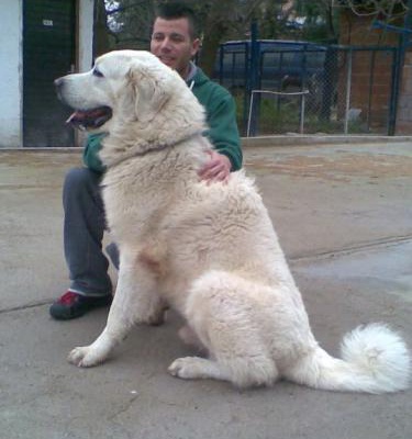 bax Erkek Tatra Çoban Köpeği
