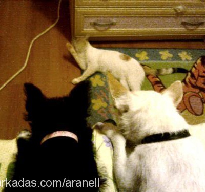tenten Dişi Fox Terrier (Smooth)