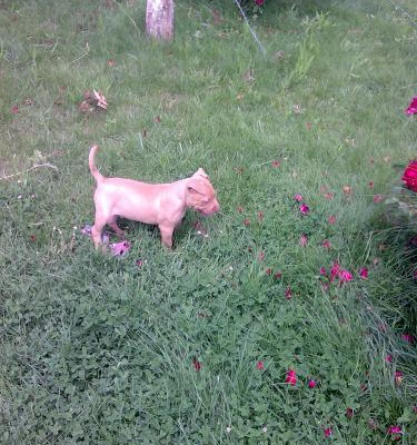 roxi Erkek Amerikan Staffordshire Terrier