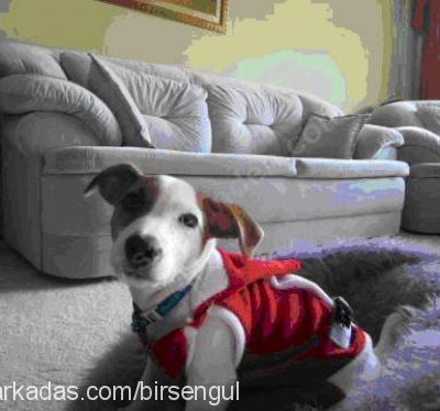 ozİ Dişi Jack Russell Terrier