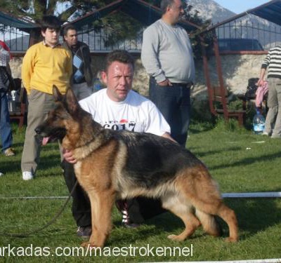 cango Erkek Alman Çoban Köpeği