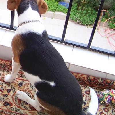 browny Dişi Beagle