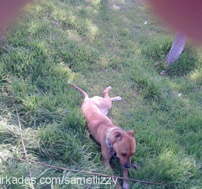 lizzy Dişi Amerikan Pitbull Terrier