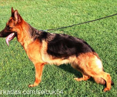 vasko Erkek Alman Çoban Köpeği