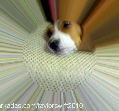 hector Erkek Beagle