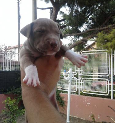 yavrularımızapb Erkek Amerikan Pitbull Terrier