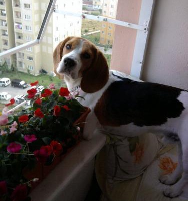keita Erkek Beagle