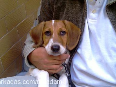 adam Erkek Beagle