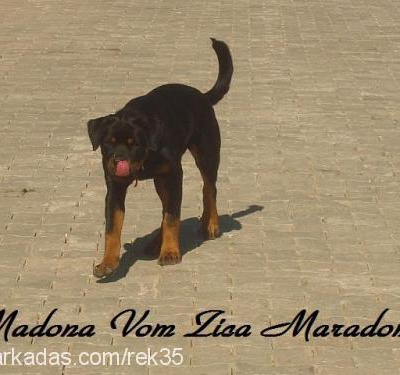 madona.v.z.m Dişi Rottweiler