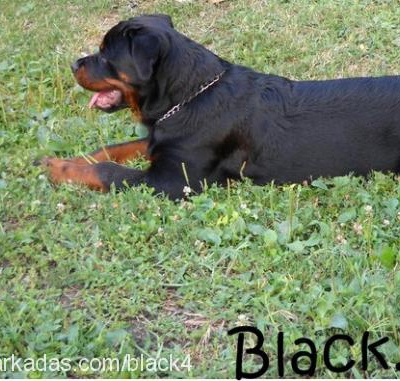 black Erkek Rottweiler