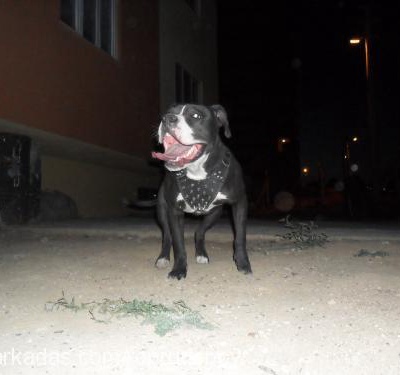 rex Erkek Amerikan Pitbull Terrier