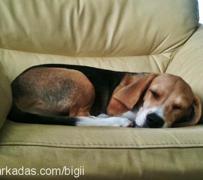 bigi Dişi Beagle
