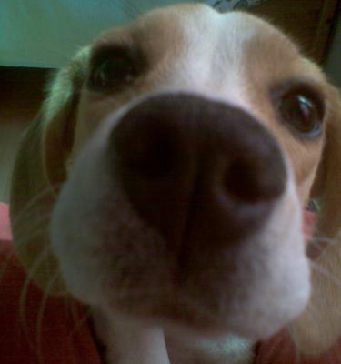zoe Dişi Beagle