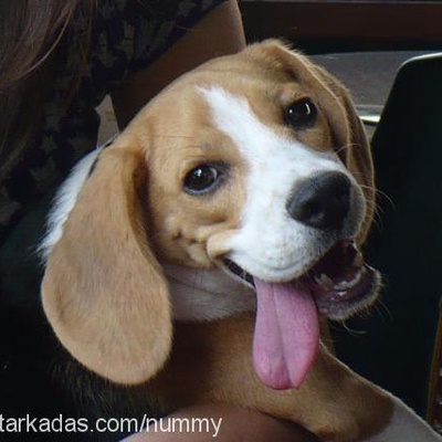 zoe Dişi Beagle