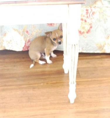 bulent Erkek Chihuahua