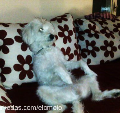 saşha Dişi West Highland White Terrier