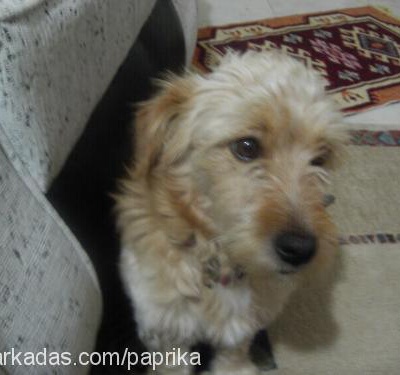 pamir Erkek Border Terrier