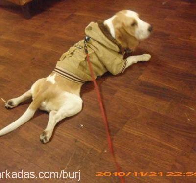 barny Erkek Beagle