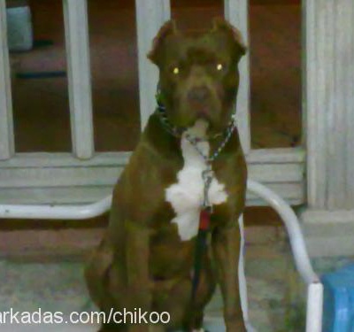 chiko Erkek Amerikan Pitbull Terrier