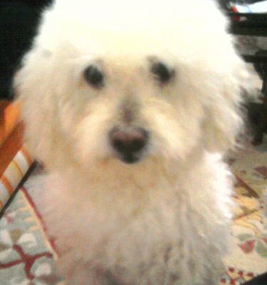tommy Erkek West Highland White Terrier