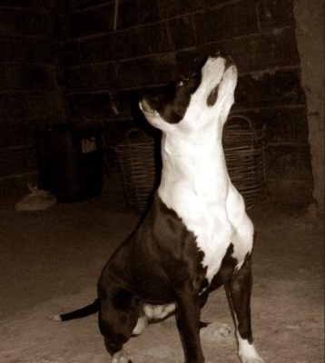 alice Dişi Amerikan Pitbull Terrier