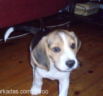 cevoo Erkek Beagle