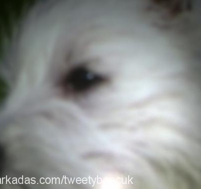 lady Dişi West Highland White Terrier