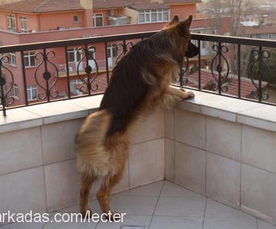 atlas Erkek Alman Çoban Köpeği