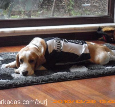 barny Erkek Beagle