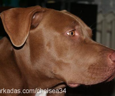 chelsea Dişi Amerikan Pitbull Terrier