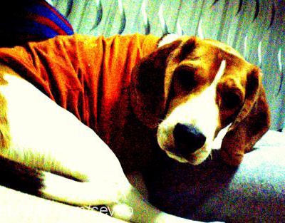 cevoo Erkek Beagle