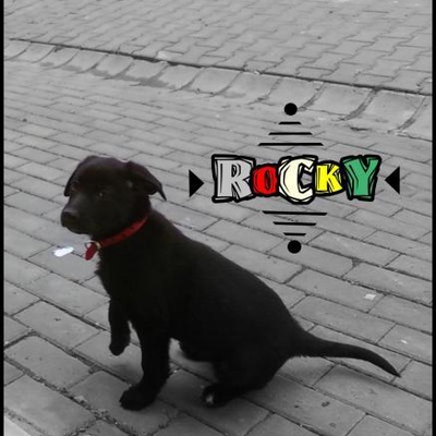 rocky Erkek Sokö (Sokak Köpeği)