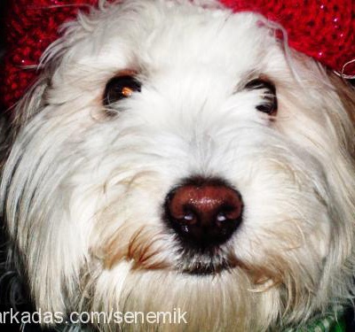 kuzey Erkek West Highland White Terrier