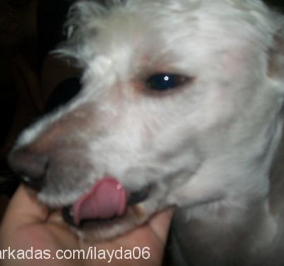 nick Erkek West Highland White Terrier