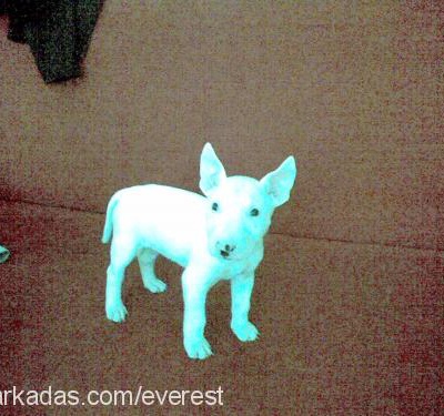 lili Dişi Minyatür Bull Terrier