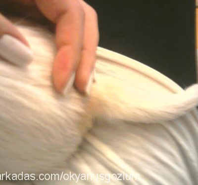shakira Dişi West Highland White Terrier