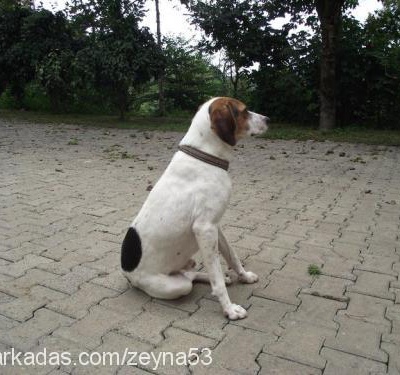 minik Erkek Jack Russell Terrier