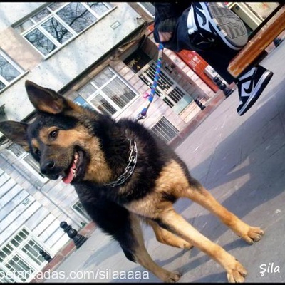 Şila Dişi Alman Çoban Köpeği