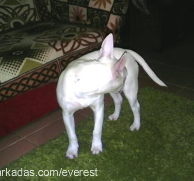 lili Dişi Minyatür Bull Terrier