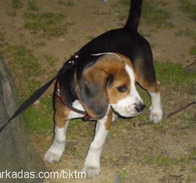 pa$a Erkek Beagle