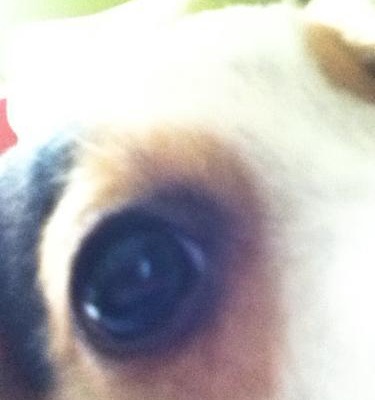 tupac Erkek Jack Russell Terrier
