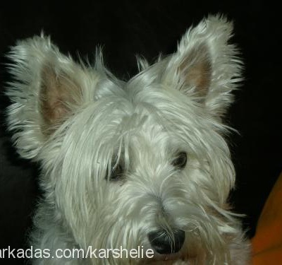 kar Erkek West Highland White Terrier