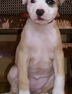 ena Dişi Amerikan Pitbull Terrier